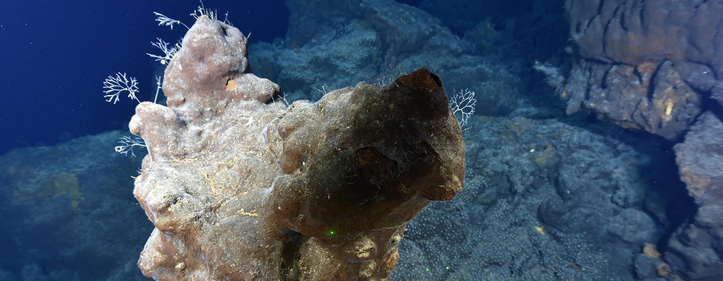 Los fondos marinos contienen una rica fauna y una gran variedad de minerales de tierras raras.