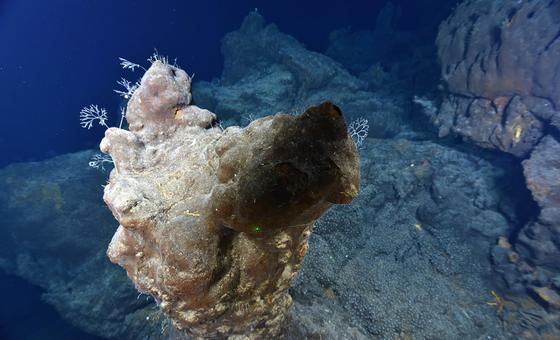 Los fondos marinos contienen una rica fauna y una gran variedad de minerales de tierras raras.