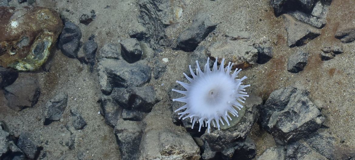 The International Seabed Authority has emerged as a central institution of global ocean architecture, charting a course towards responsible and sustainable use. The International Seabed Authority has emerged as a central institution of global ocean architecture, charting a course towards responsible and sustainable use.