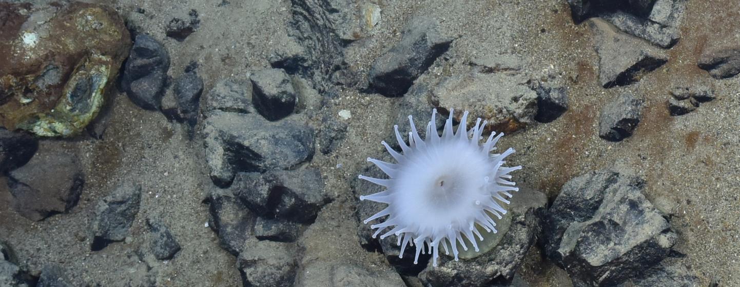 Les fonds marins recèlent des minéraux rares très recherchés, du cobalt au zinc.