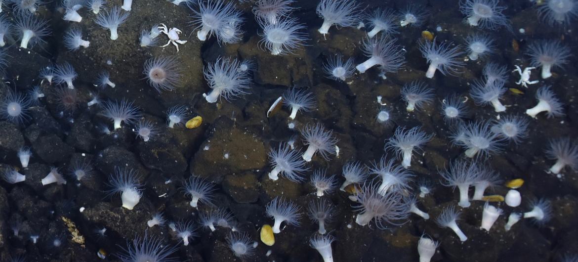 As profundezas do mar abrigam uma infinidade de vida