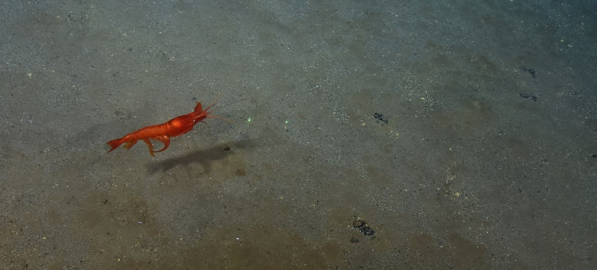 The deep-sea contains a plethora of life and rare earth minerals. The deep-sea contains a plethora of life and rare earth minerals.