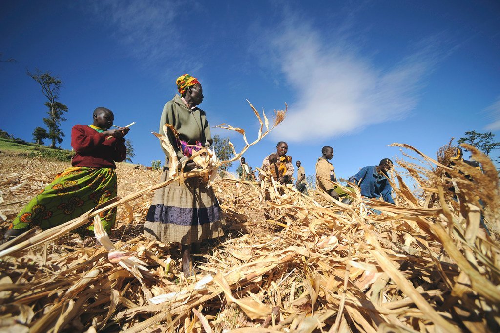 The World Food Programme (WFP) assists local farmers with maize crops in Kapchorwa, Uganda.