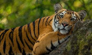 A tiger at Bandhavgarh National Park, India.