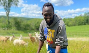 现在为缅因州刘易斯顿索马里班图社区协会农民成员的一名前难民正在照看一群山羊。