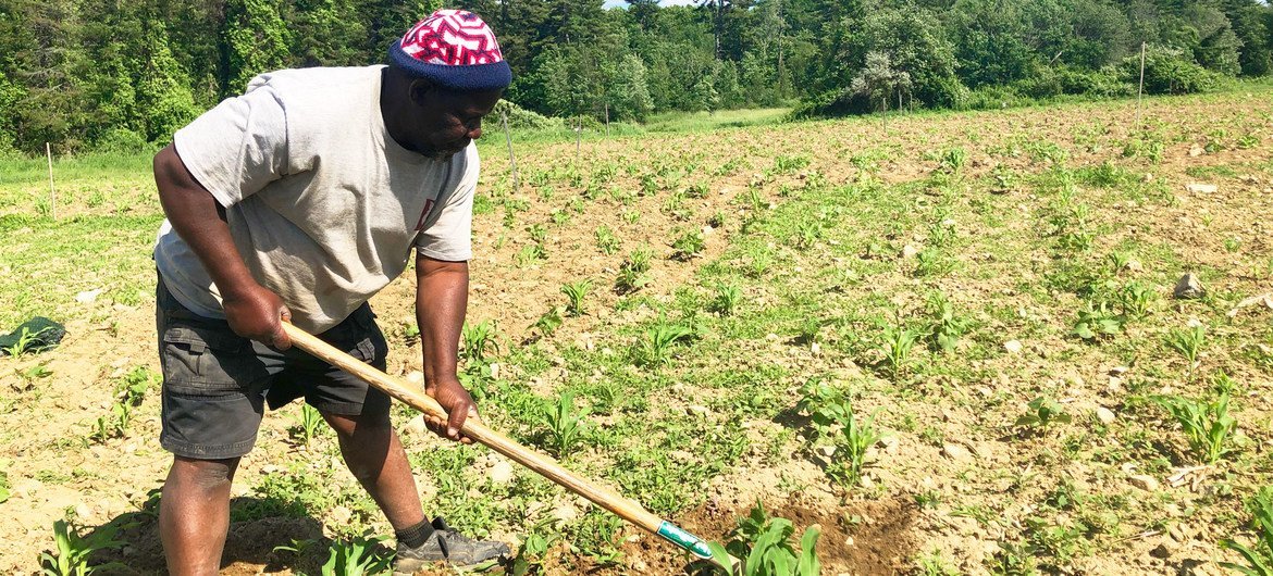 Un ancien réfugié de Somalie s'occupe d'un champ à Lewiston, dans l'Etat du Maine, aux Etats-Unis.