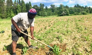 Un ancien réfugié de Somalie s'occupe d'un champ à Lewiston, dans l'Etat du Maine, aux Etats-Unis.