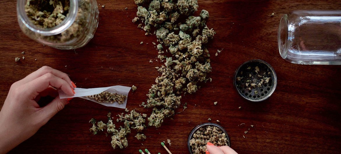 Легализация марихуаны привела к увеличению ее ежедневного употребления.