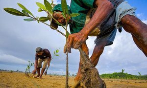تُزرع شتلات المنغروف في مصب نهر في بالي للمساعدة في مكافحة تآكل التربة.
