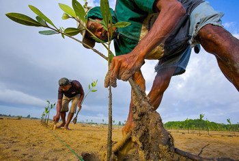 تُزرع شتلات المنغروف في مصب نهر في بالي للمساعدة في مكافحة تآكل التربة.