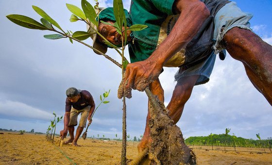 Mangrove seedlings are planted in an estuary in Bali to help fight erosion.