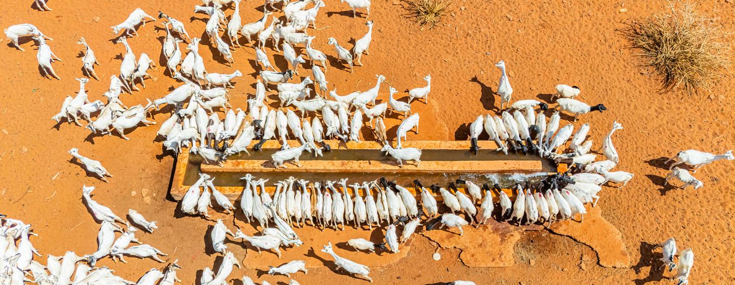 Animals water at a borehole powered by solar energy. Animals water at a borehole powered by solar energy.