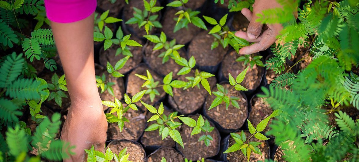 Mujeres de las zonas rurales de Costa Rica plantan árboles para ayudar a combatir el cambio climático.