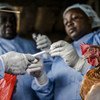 肯尼亚的研究人员正在从一只鸡身上取样本，以进行细菌抗药性分析和研究。