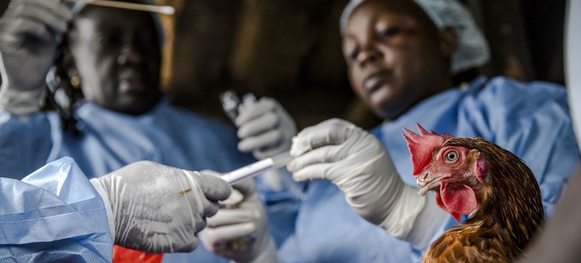 Análise de amostras de uma galinha no Quênia como parte da pesquisa sobre bactérias resistentes a medicamentos