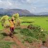 Un agriculteur à Madagascar durant la récolte. Les petits producteurs nourrissent la majorité de la population mondiale, mais voient leurs revenus s’effondrer.