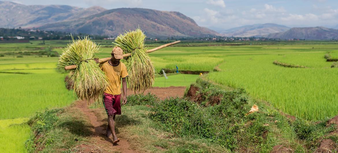 Un agriculteur à Madagascar durant la récolte. Les petits producteurs nourrissent la majorité de la population mondiale, mais voient leurs revenus s’effondrer. Un agriculteur à Madagascar durant la récolte. Les petits producteurs nourrissent la majorité de la population mondiale, mais voient leurs revenus s’effondrer.