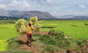 A farmer in Madagascar harvests his crop.