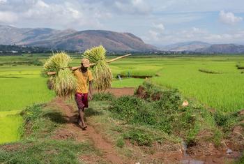 Un agriculteur à Madagascar durant la récolte. Les petits producteurs nourrissent la majorité de la population mondiale, mais voient leurs revenus s’effondrer.