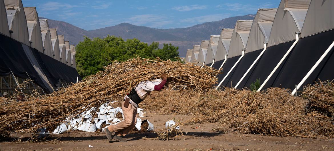 गर्मी से परेशान, मैक्सिको के कृषि श्रमिक.