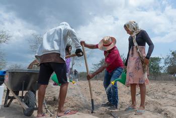 Miembros del pueblo indígena Wayúu de Ipanamá, Colombia, siembran semillas en el polvoriento terreno desértico.