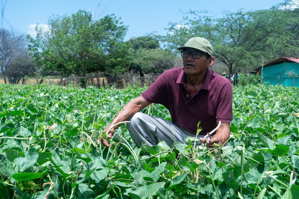 Mwanamume wa asili wa Wayuu akichunga mimea ya maharagwe shambani huko La Guajira.