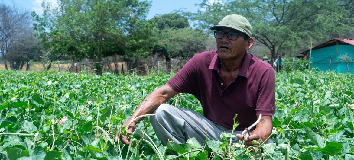 Manuel Montiel, da comunidade Wayúu, na aldeia colombiana de Ipasharrain, disse que o resistente feijão guajiro só precisa de 45 a 50 dias para crescer.