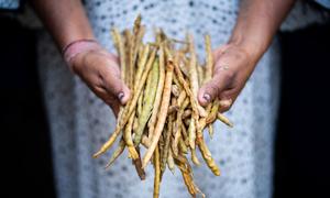 The Guajiro bean has fed Wayúu Indigenous Peoples of South America for centuries.