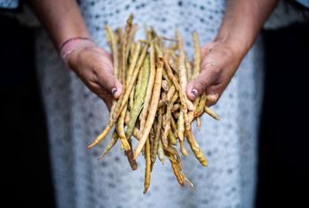 The Guajiro bean has fed Wayúu Indigenous Peoples of South America for centuries.