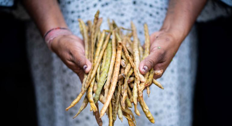 Drought or flooding? No match for this climate-friendly bean