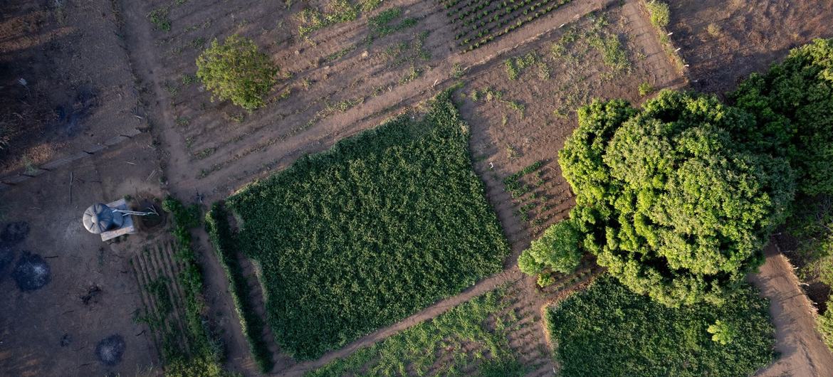 Une vue aérienne des terres cultivées du village d'Ipasharrain, en Colombie, soutenue par l'Agence des Nations Unies pour l'alimentation et l'agriculture (FAO) et ses partenaires.