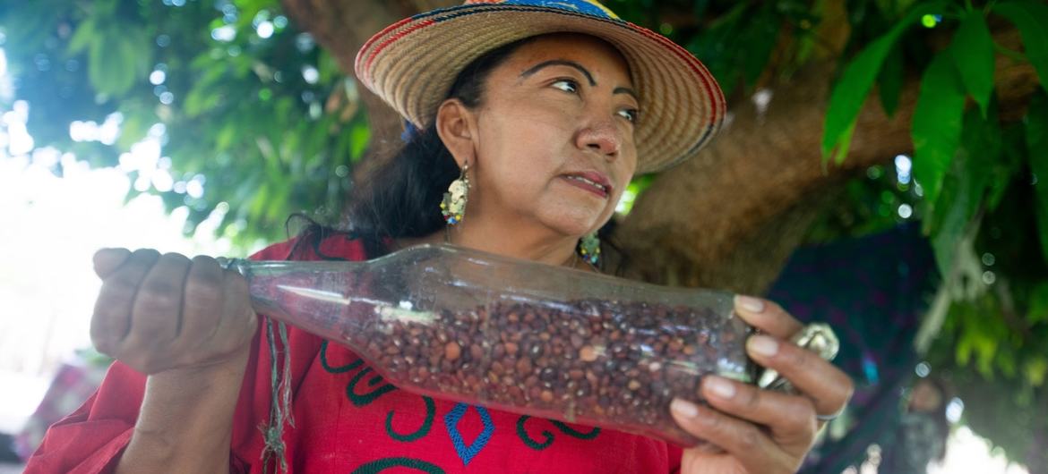 Dans le village d'Ipasharrain en Colombie, Ana Griselda Gonzalez explique comment le haricot Guajiro peut être grillé et consommé comme une collation.