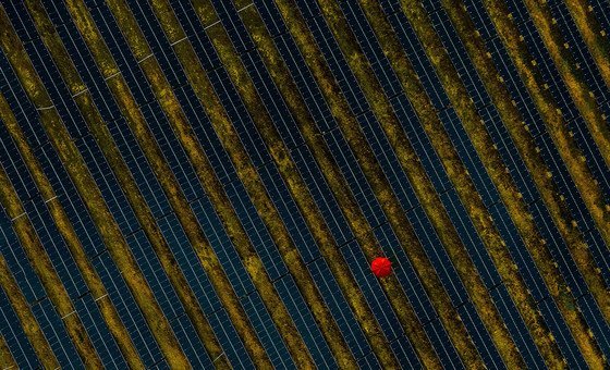 A person carrying a red sun brolly walks through a solar panel farm in France.