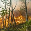 Un incendio forestal arrasa una zona boscosa, con llamas y humo que se elevan tras varios árboles.