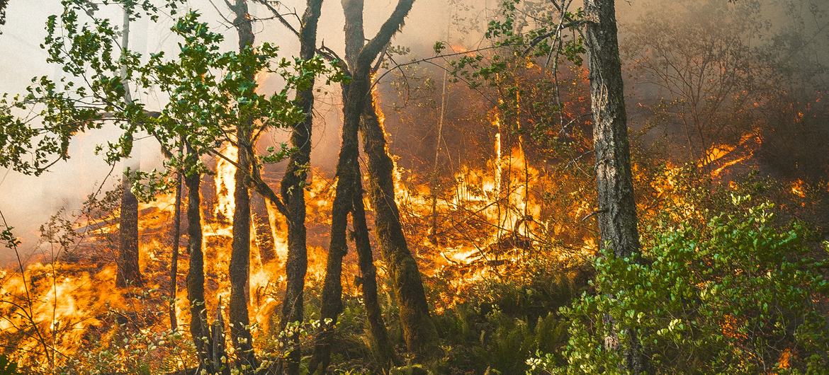 Un incendio forestal arrasa una zona boscosa, con llamas y humo que se elevan tras varios árboles.