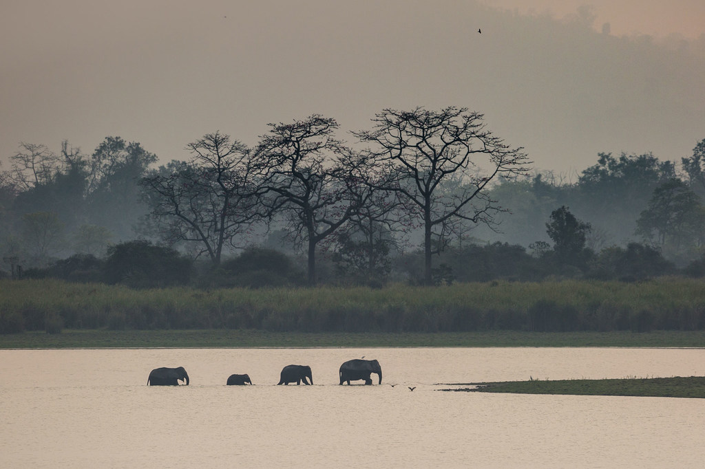 Unos elefantes indios deambulan por el Parque Nacional de Kaziranga, Assam (India).