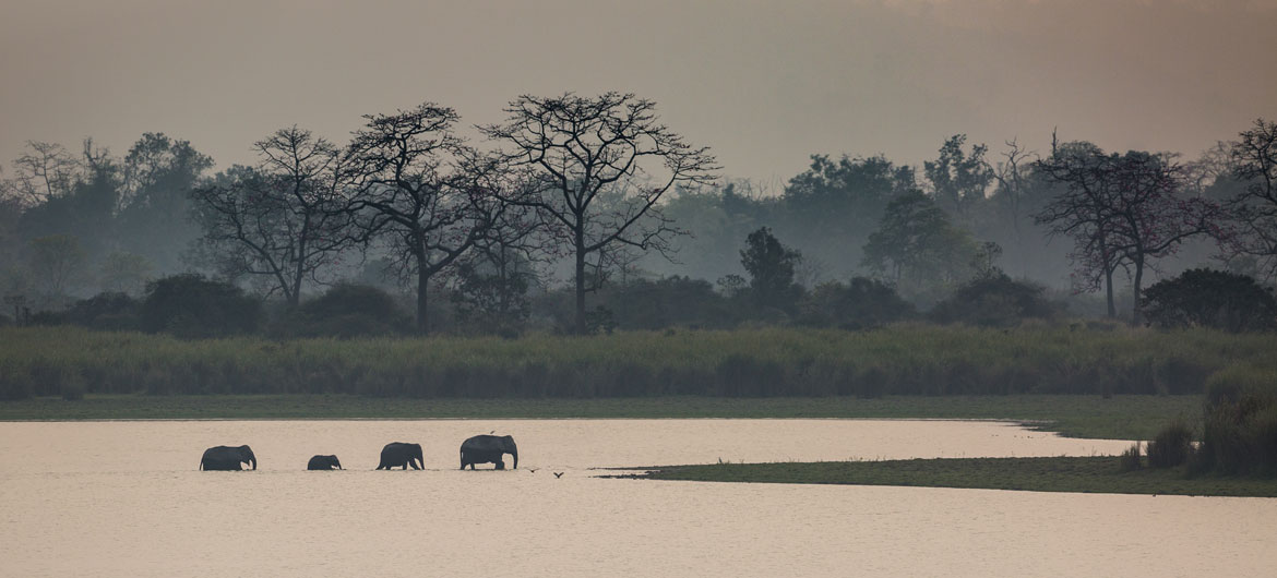 Indian elephants crossing, Kaziranga National Park, Assam, India.