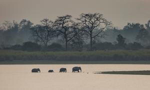 Indian elephants crossing, Kaziranga National Park, Assam, India.