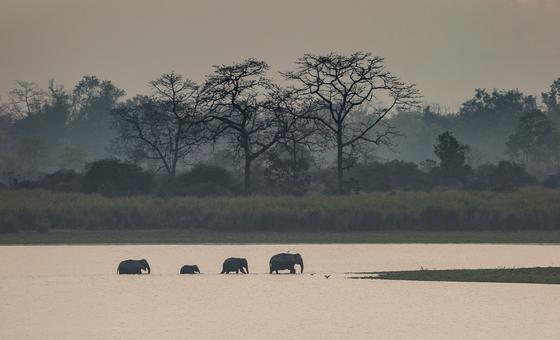 Unos elefantes indios deambulan por el Parque Nacional de Kaziranga, Assam (India).