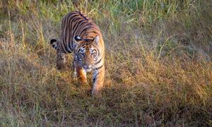 Un tigre de Bengala caminando por el Parque Nacional de Tadoba, en India.