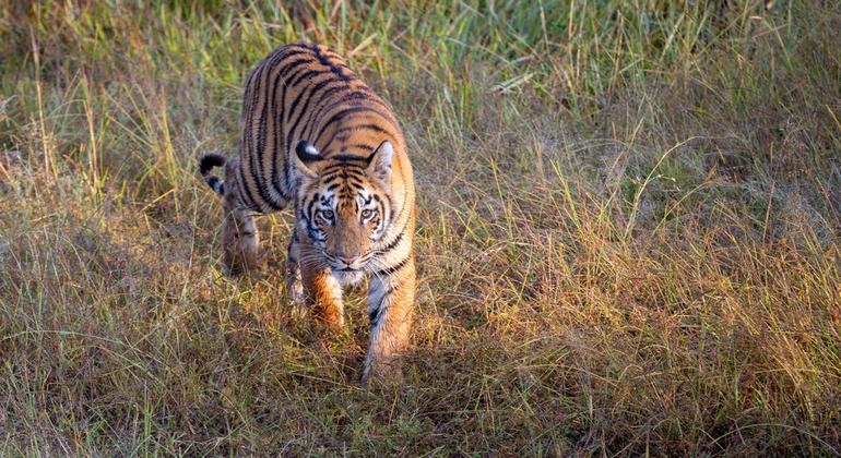 Un tigre de Bengala caminando por el Parque Nacional de Tadoba, en India.