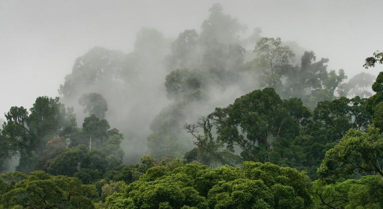Bosques primarios, valle del Danum, en Borneo (Malasia).
