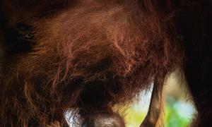 Baby and mother orangutan, Taman National Park, Central Kalimantan, Indonesia.