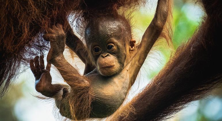 Un bebé con su madre en el Parque Nacional de Taman, Kalimantan Central (Indonesia).