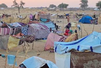 People who have fled fighting in El Fasher have set up camps in Tawila.