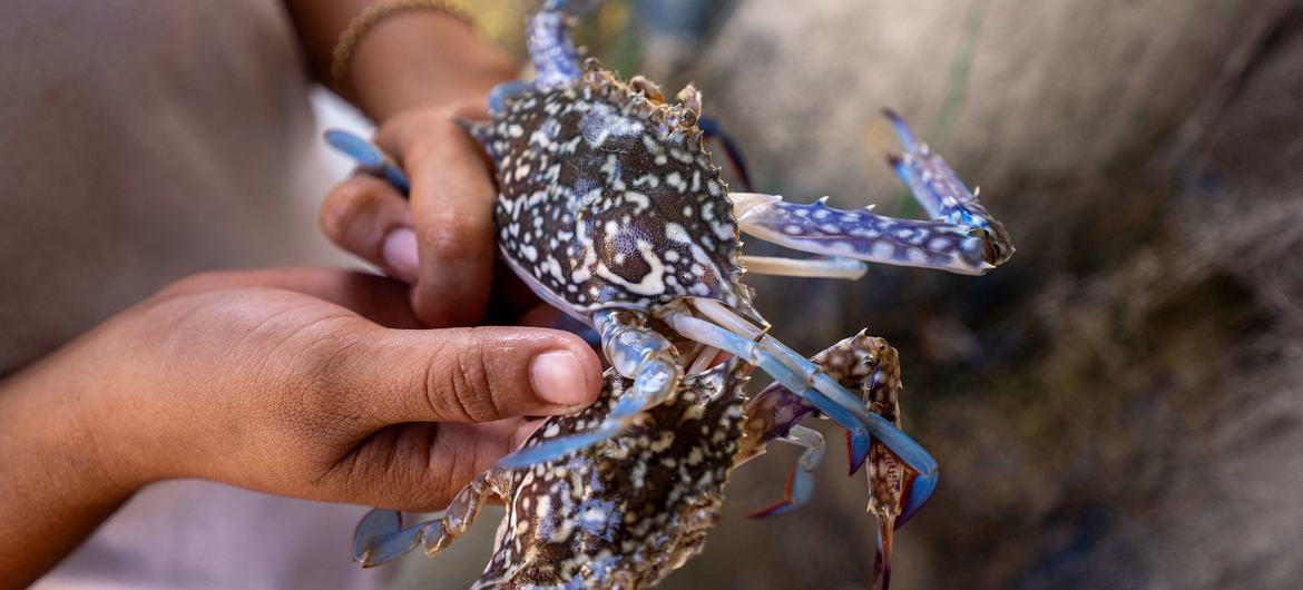 The blue swimming crab is abundant in the Sasmuan Pampanga coastal wetland. The blue swimming crab is abundant in the Sasmuan Pampanga coastal wetland.