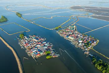 The Sasmuan Pampanga coastal wetlands