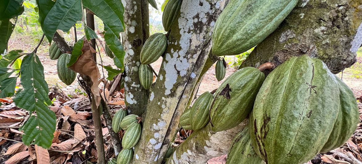 Cacao fruit grow on a tree in Haiti.