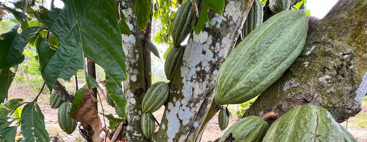 海地出产高价值的可可果。