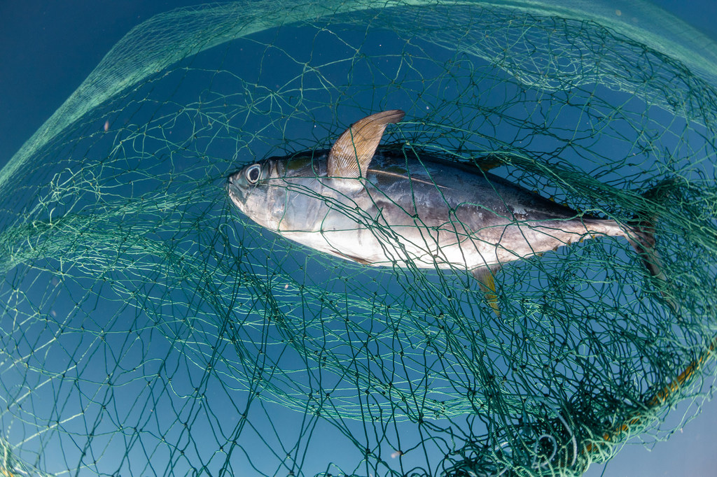 Un rapport publié lors de la 3e Conférence de l'ONU sur l'océan, à Nice, montre que 35 % des stocks mondiaux de poissons sont exploités de manière non-durable.
